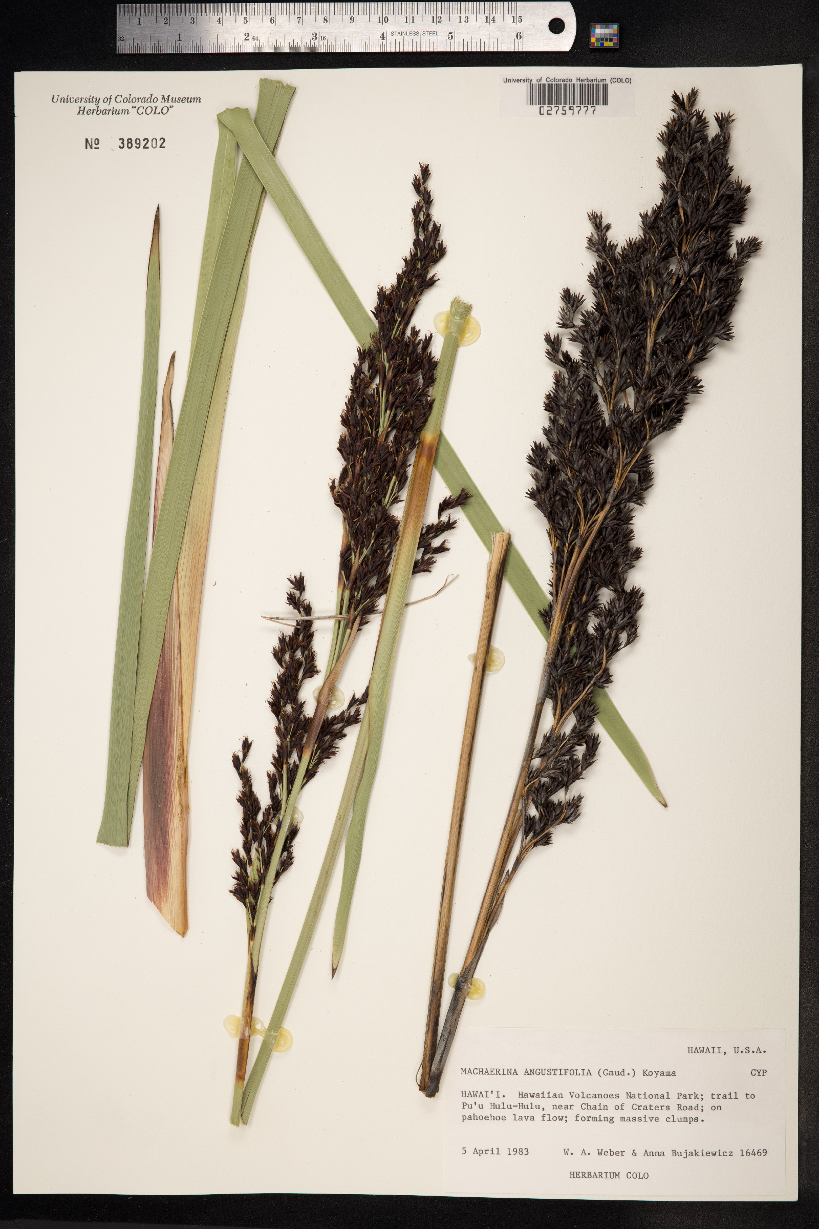 Machaerina angustifolia image