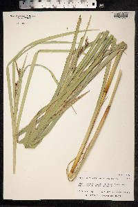 Machaerina angustifolia image