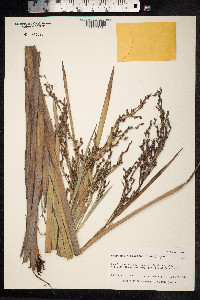 Machaerina angustifolia image