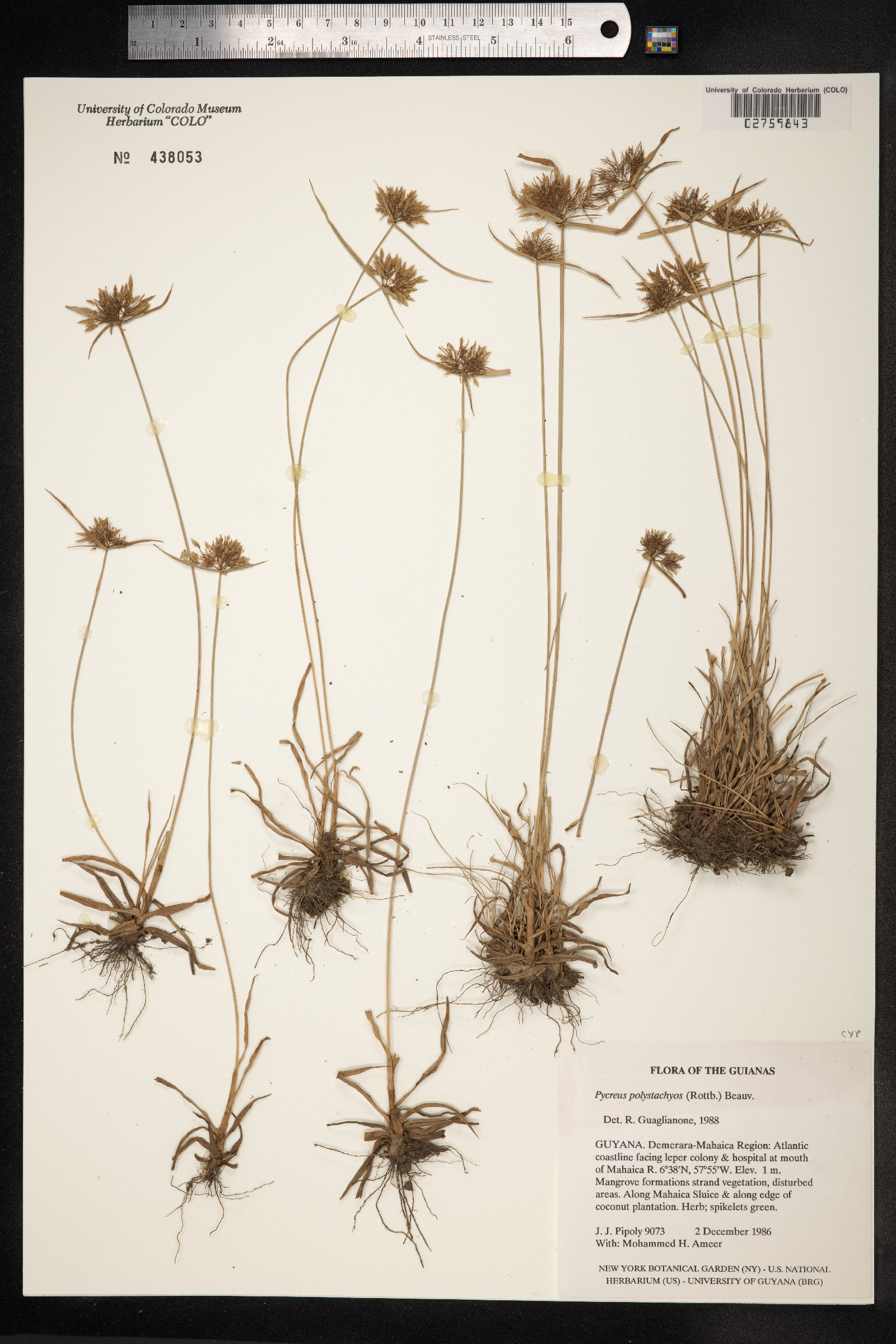Cyperus polystachyos image