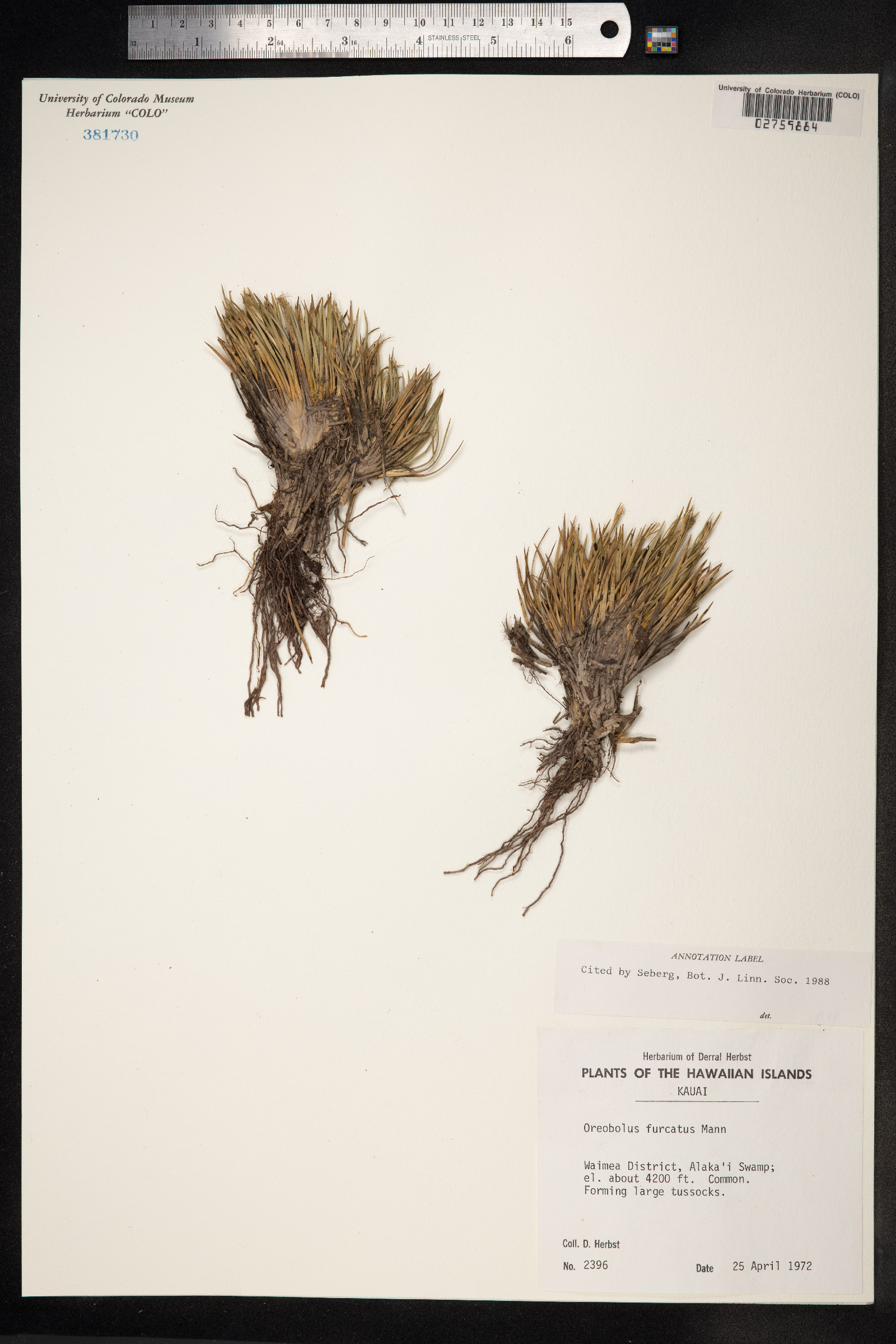 Oreobolus furcatus image