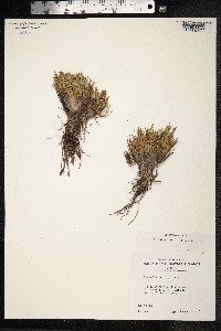 Oreobolus furcatus image