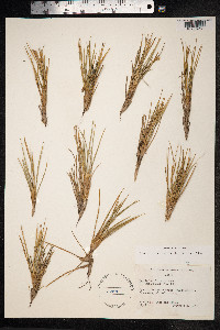 Image of Oreobolus furcatus