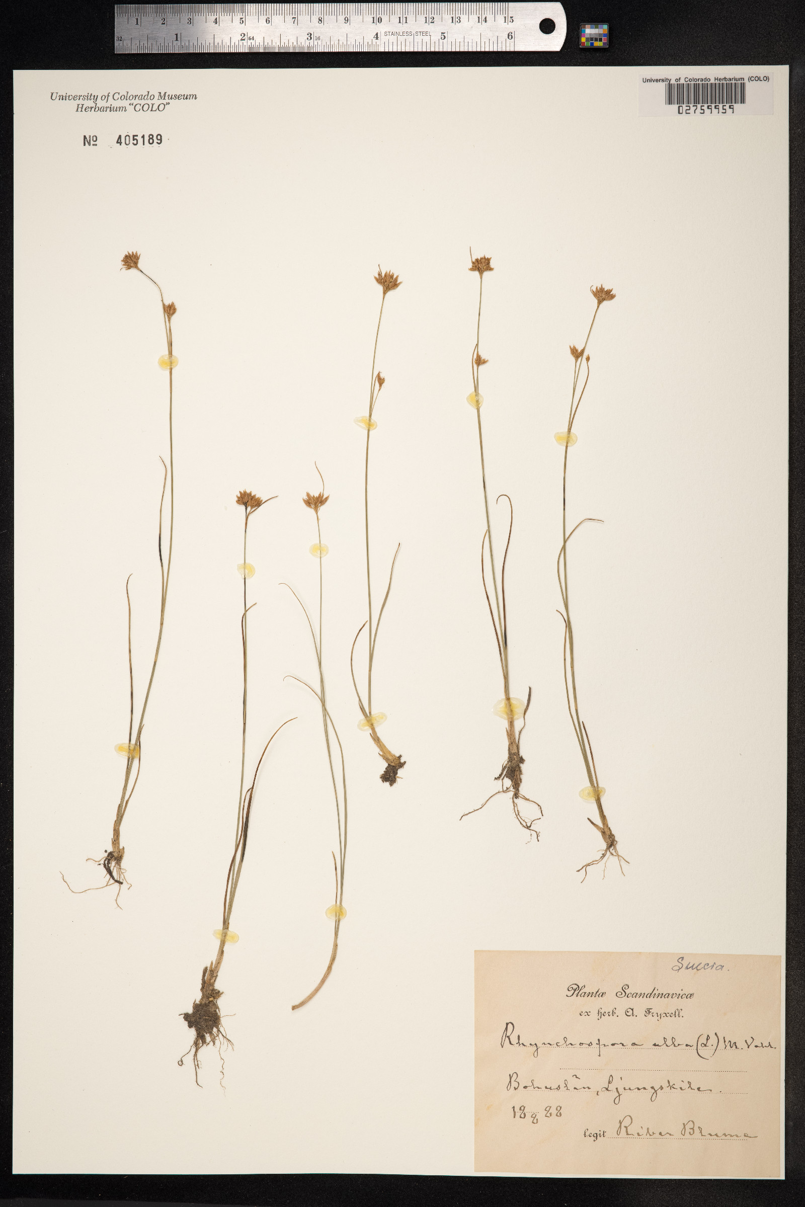 Rhynchospora alba image
