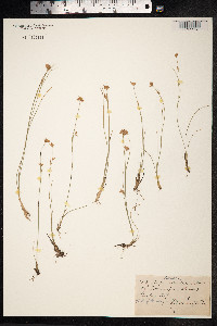 Rhynchospora alba image