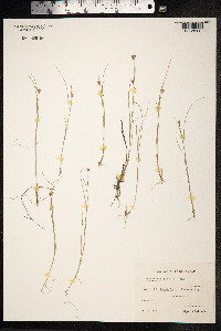 Rhynchospora alba image