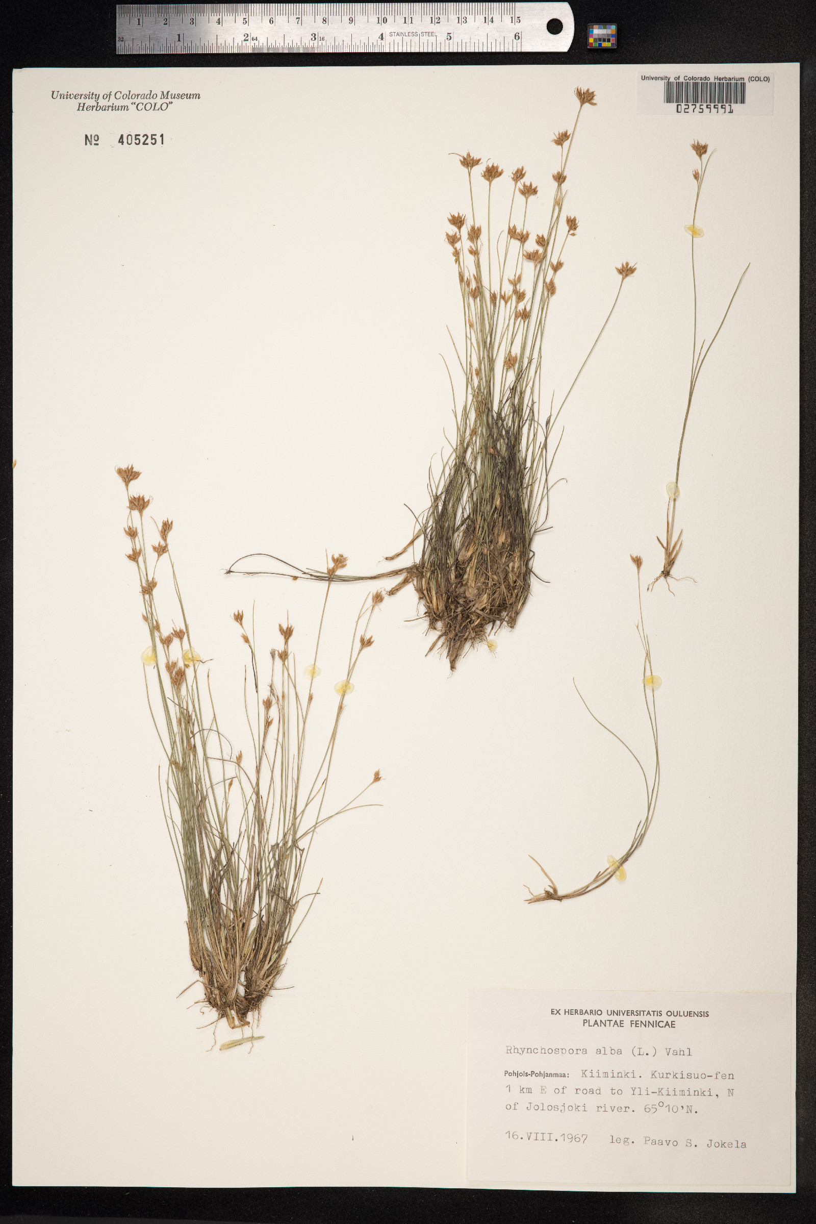 Rhynchospora alba image