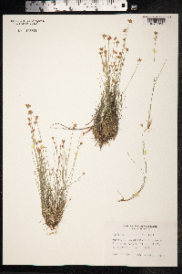 Rhynchospora alba image