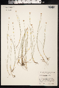 Rhynchospora alba image