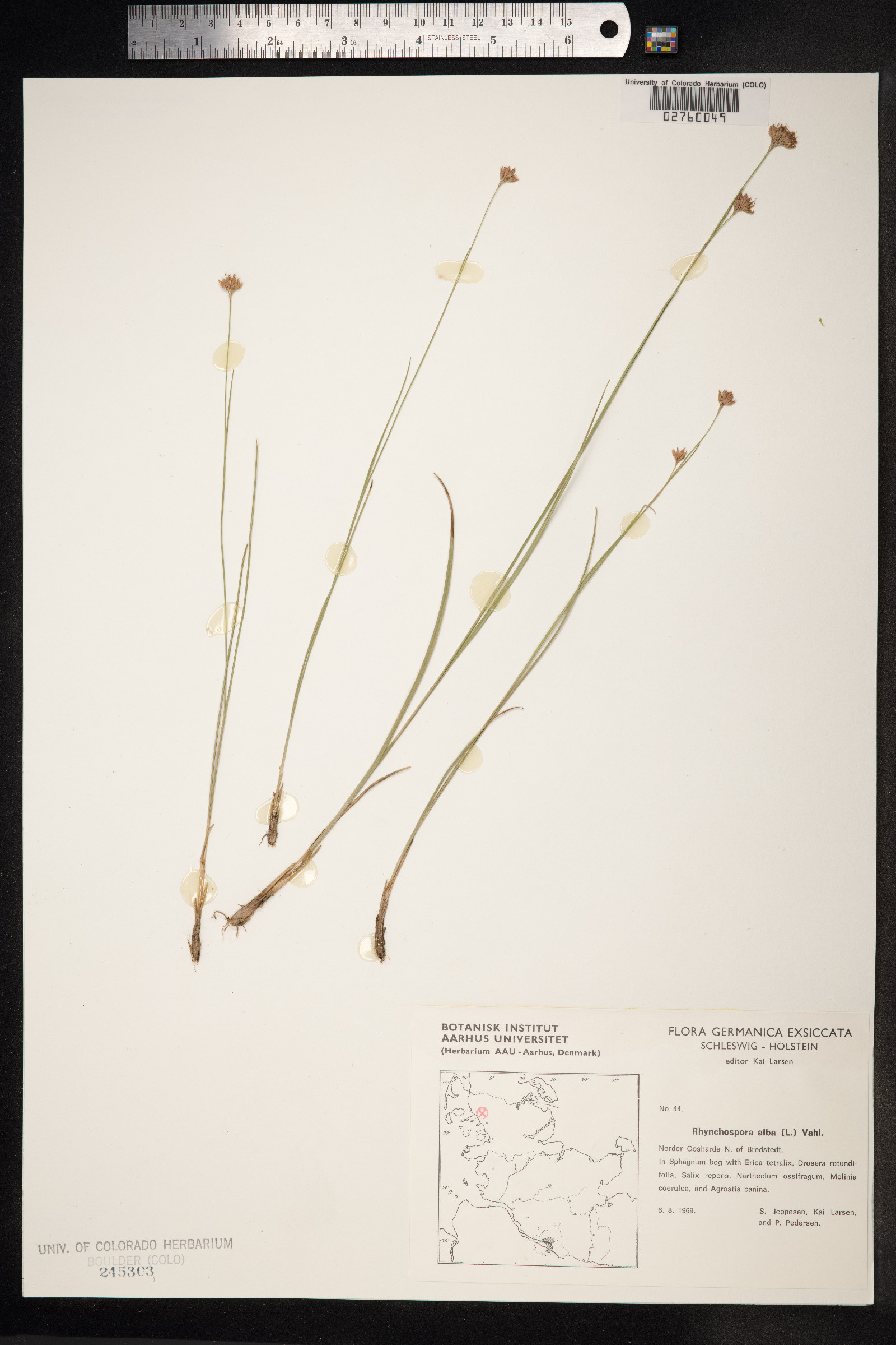 Rhynchospora alba image