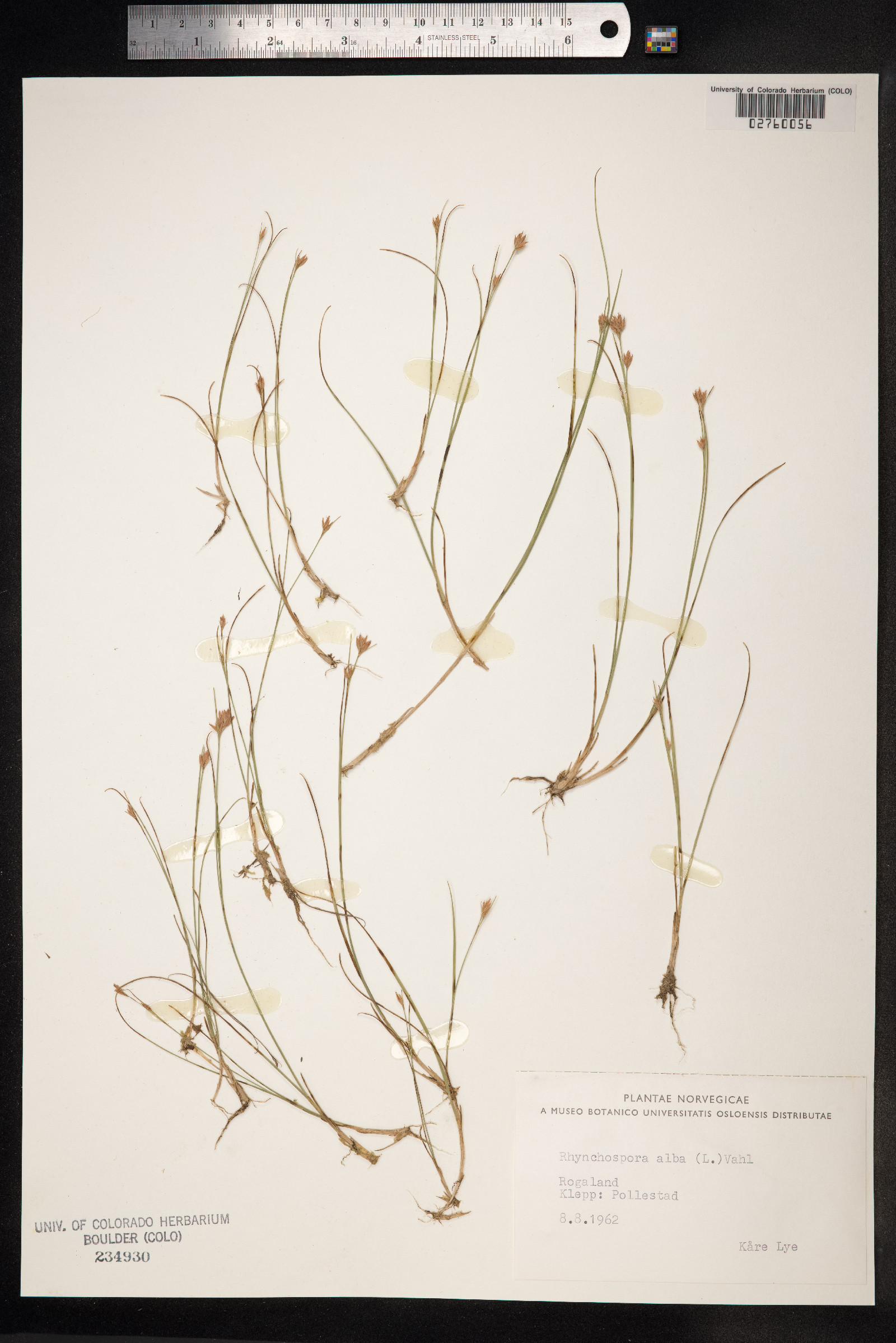 Rhynchospora alba image