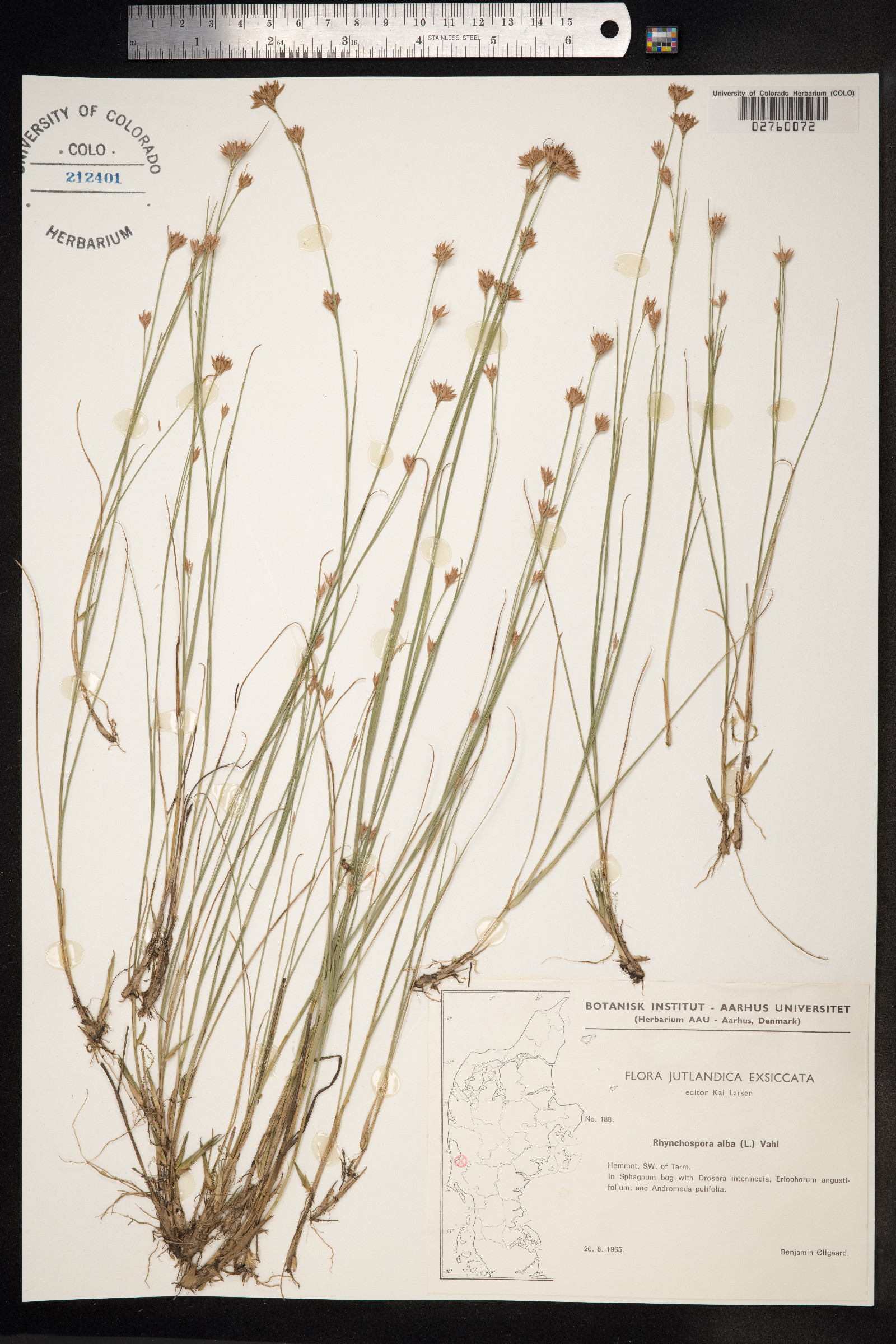 Rhynchospora alba image