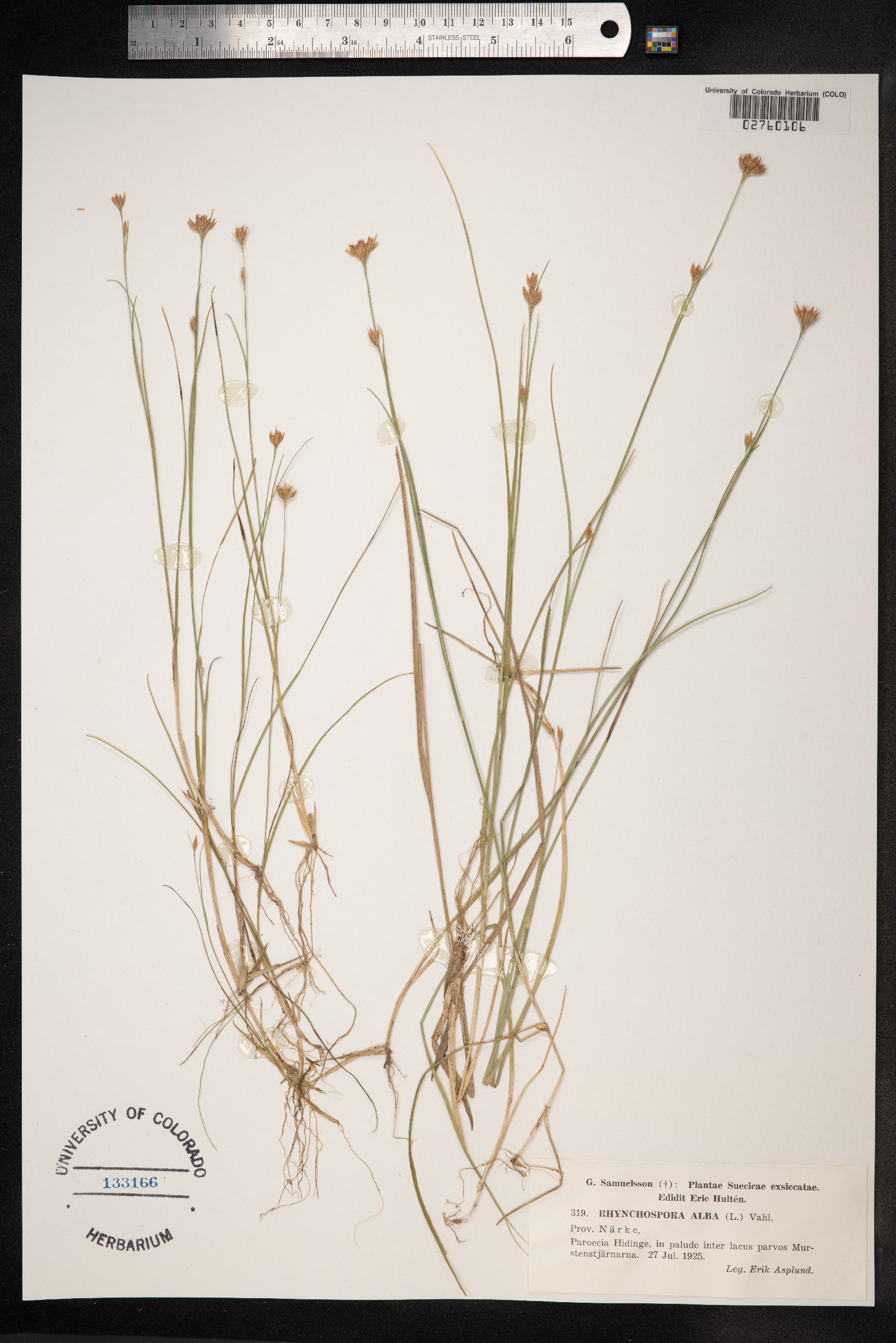 Rhynchospora alba image