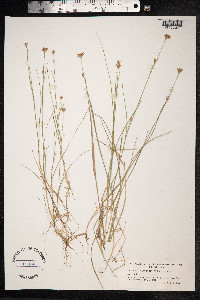 Rhynchospora alba image