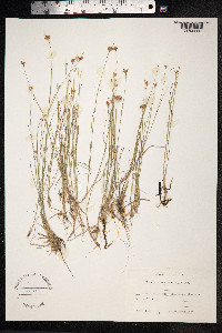 Rhynchospora alba image