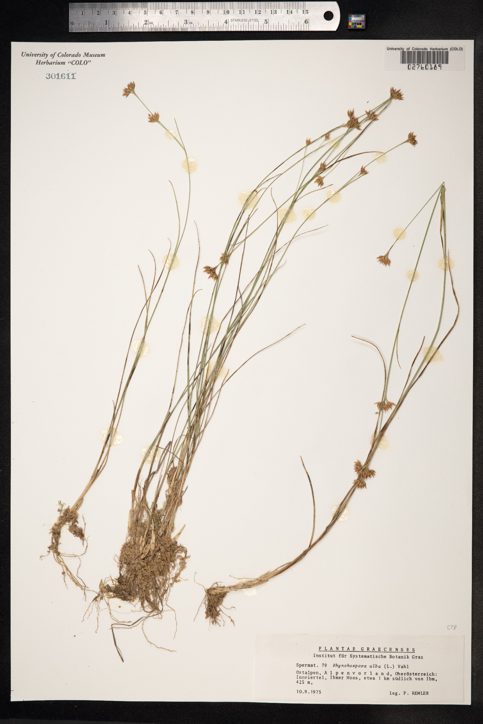 Rhynchospora alba image