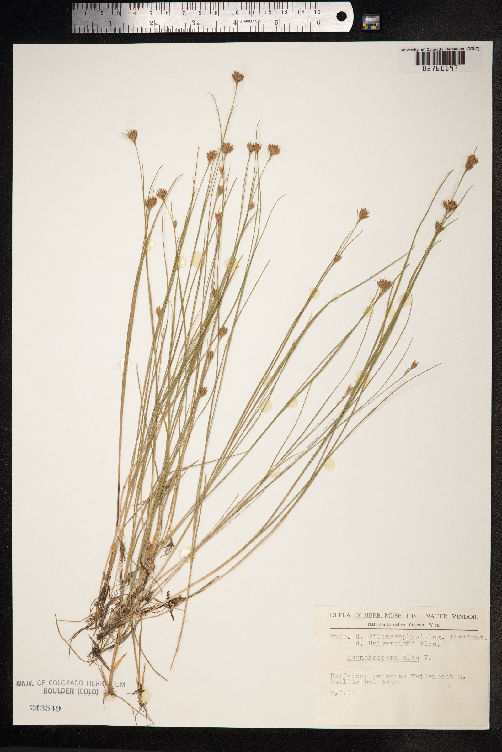 Rhynchospora alba image