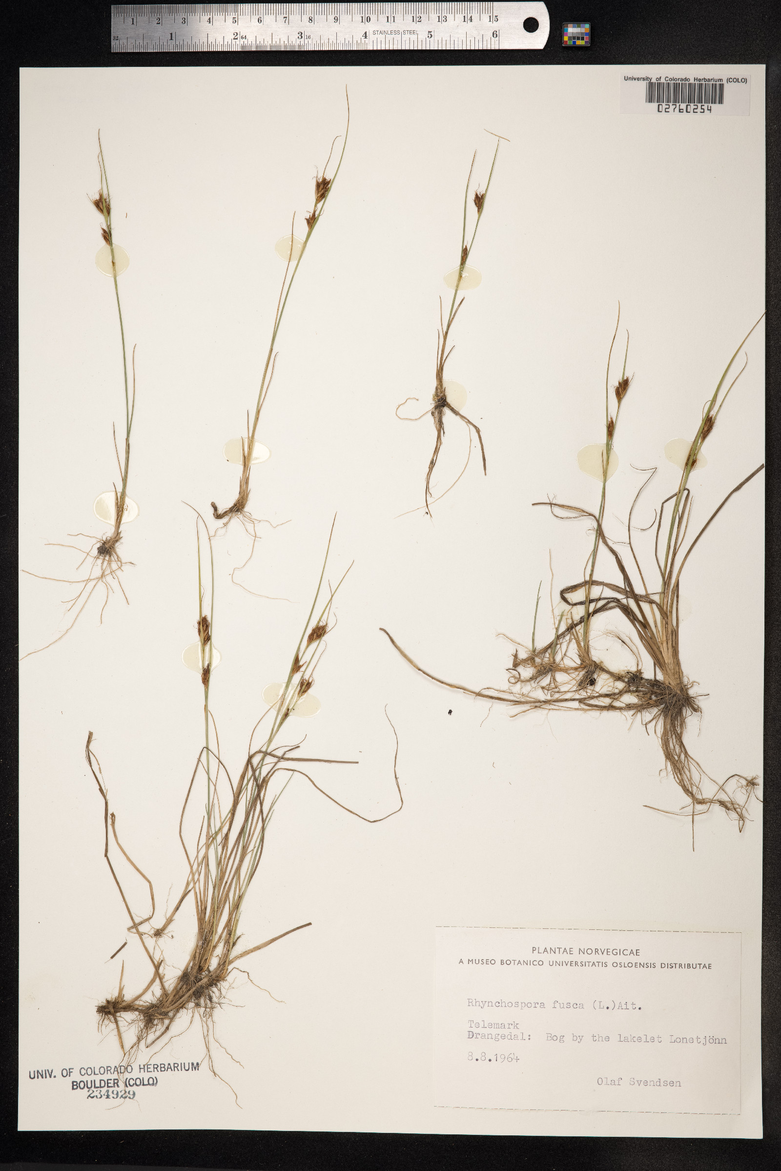 Rhynchospora fusca image