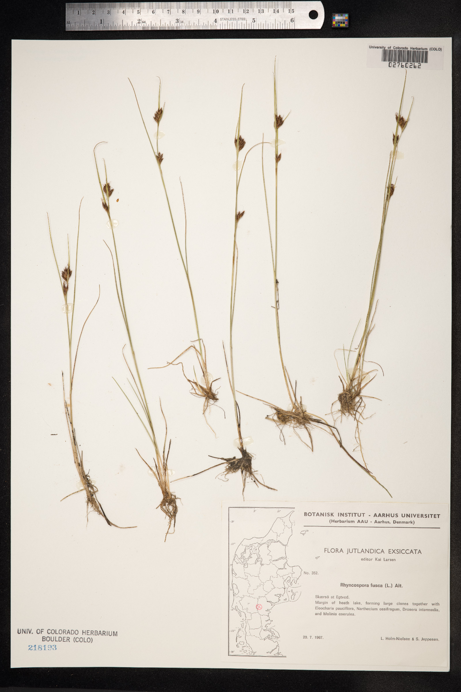 Rhynchospora fusca image