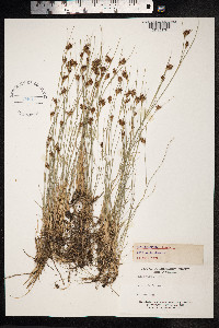 Rhynchospora fusca image