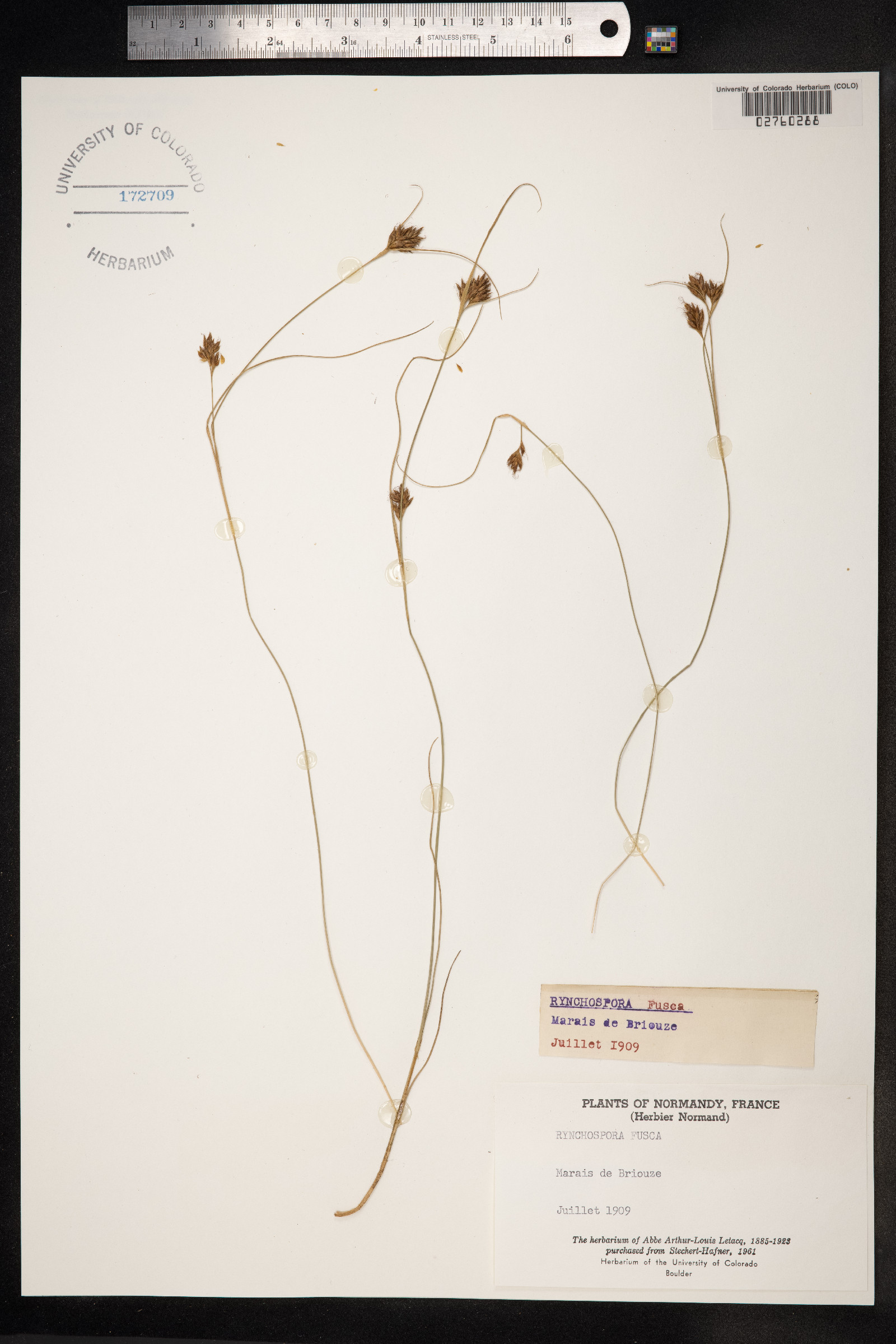 Rhynchospora fusca image