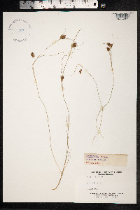 Rhynchospora fusca image