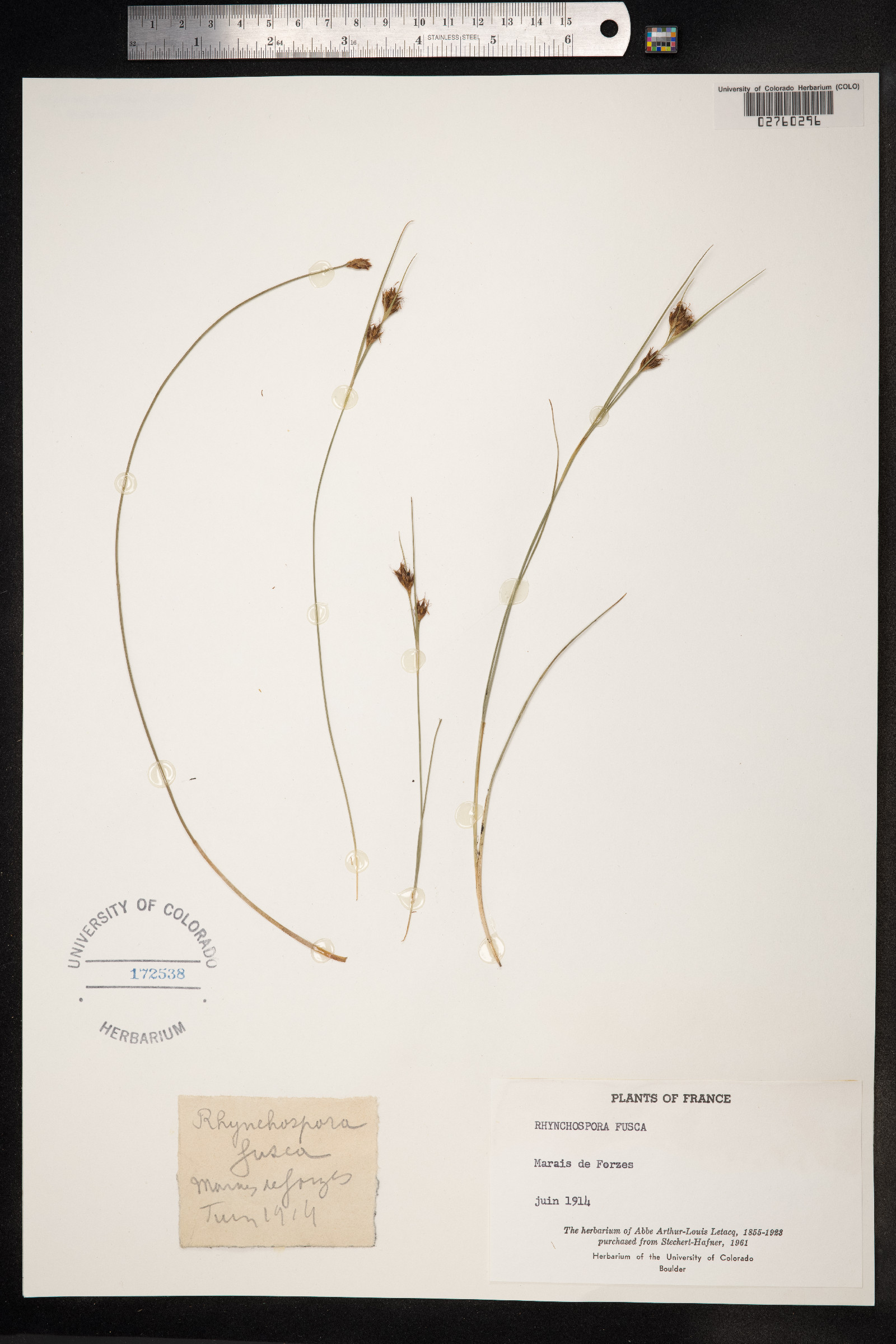 Rhynchospora fusca image