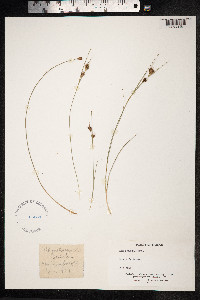 Rhynchospora fusca image