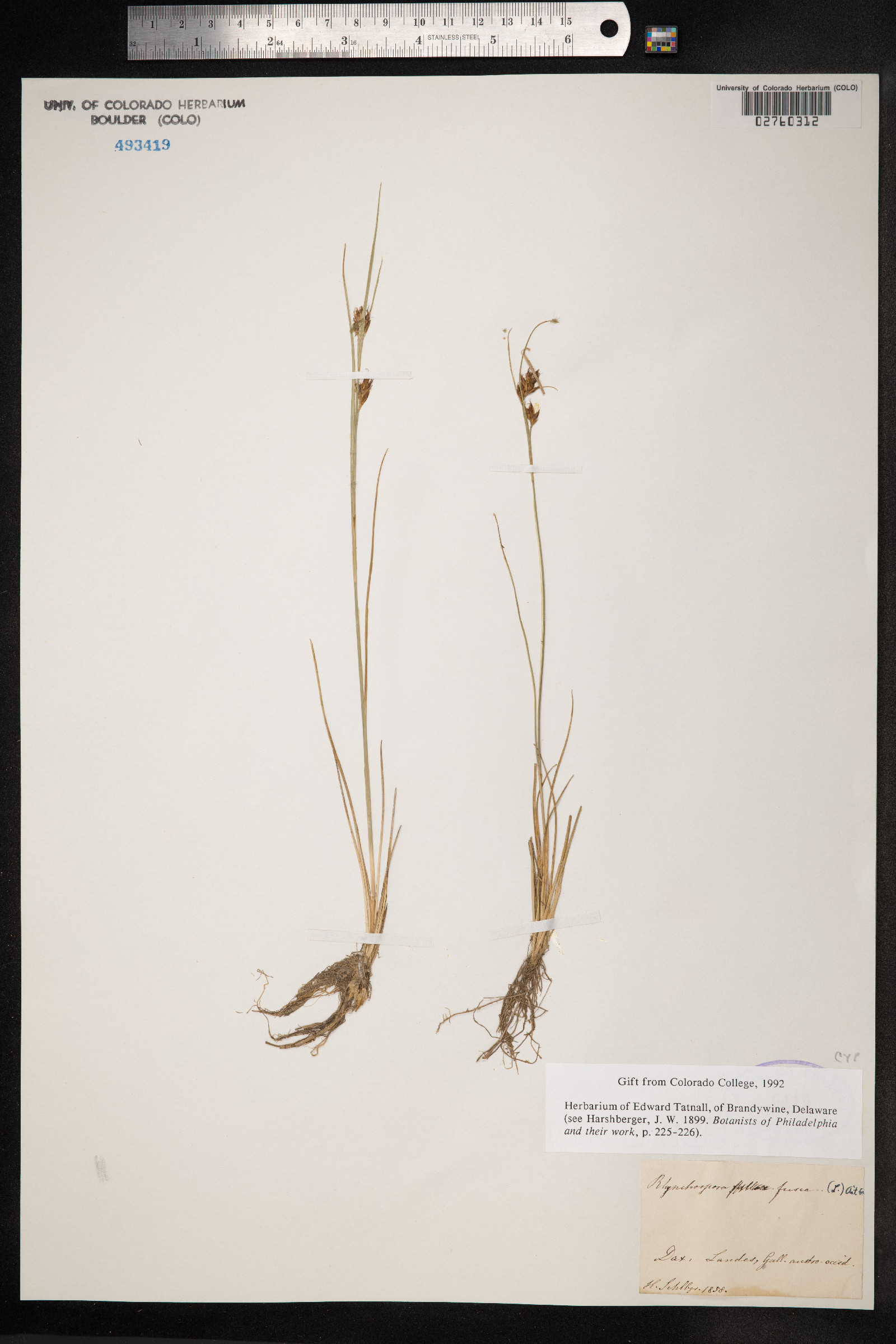 Rhynchospora fusca image