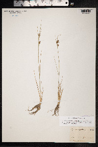 Rhynchospora fusca image