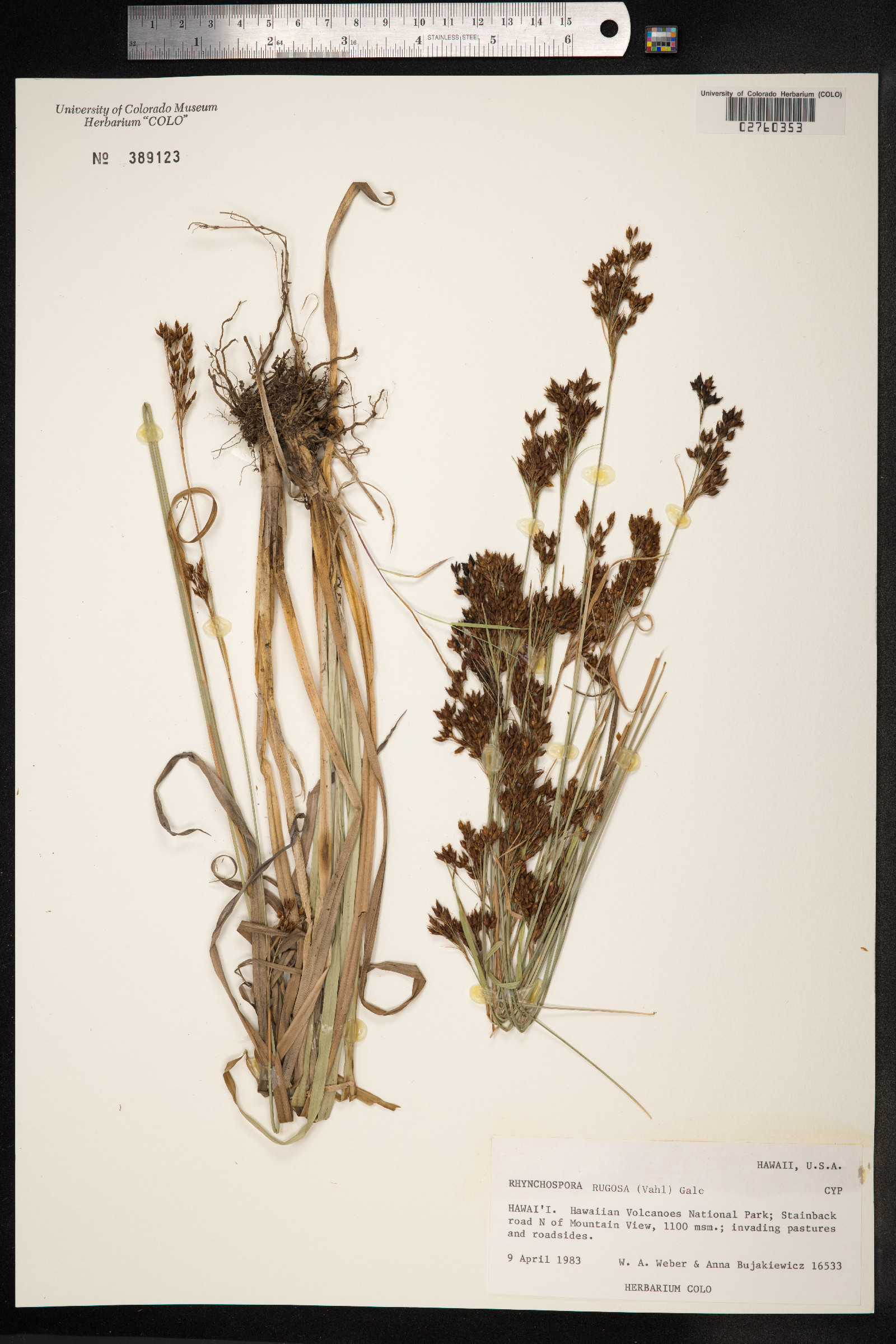 Rhynchospora rugosa image