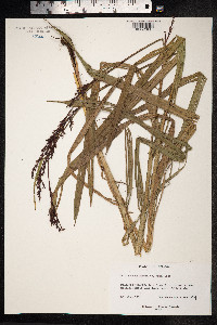 Rhynchospora rugosa image