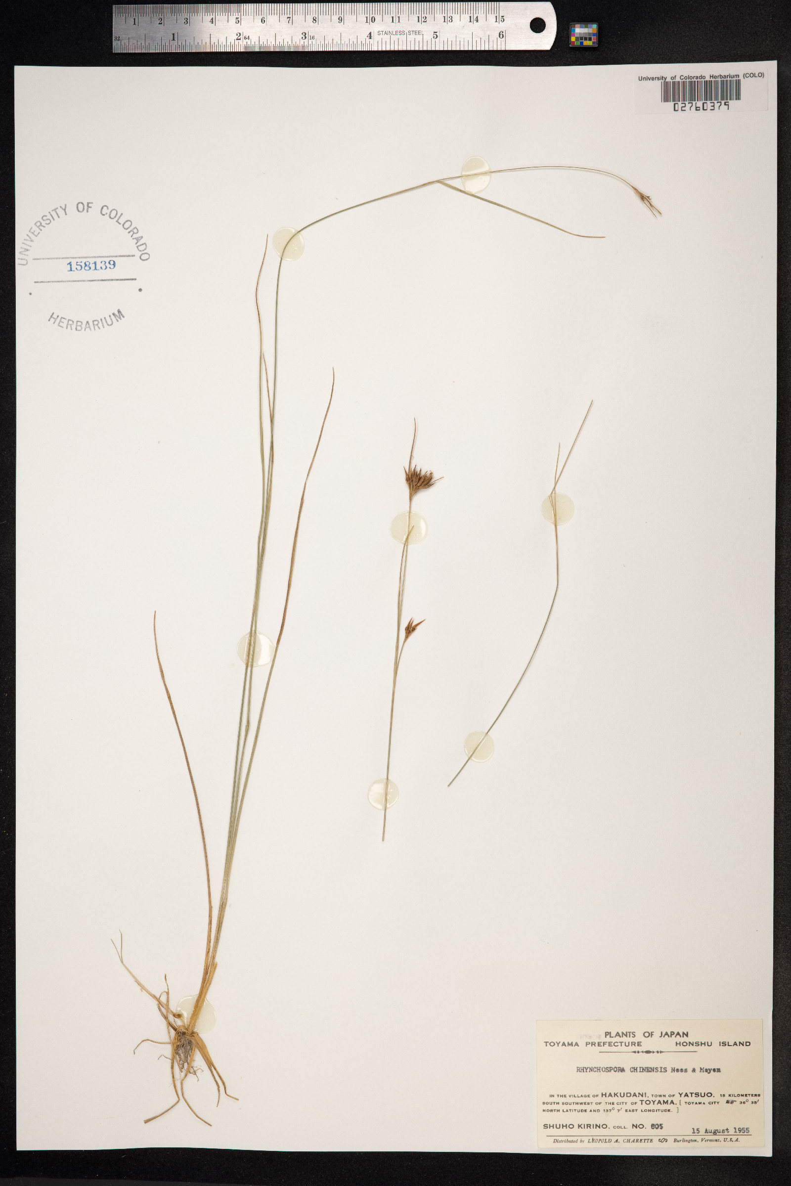 Rhynchospora chinensis image