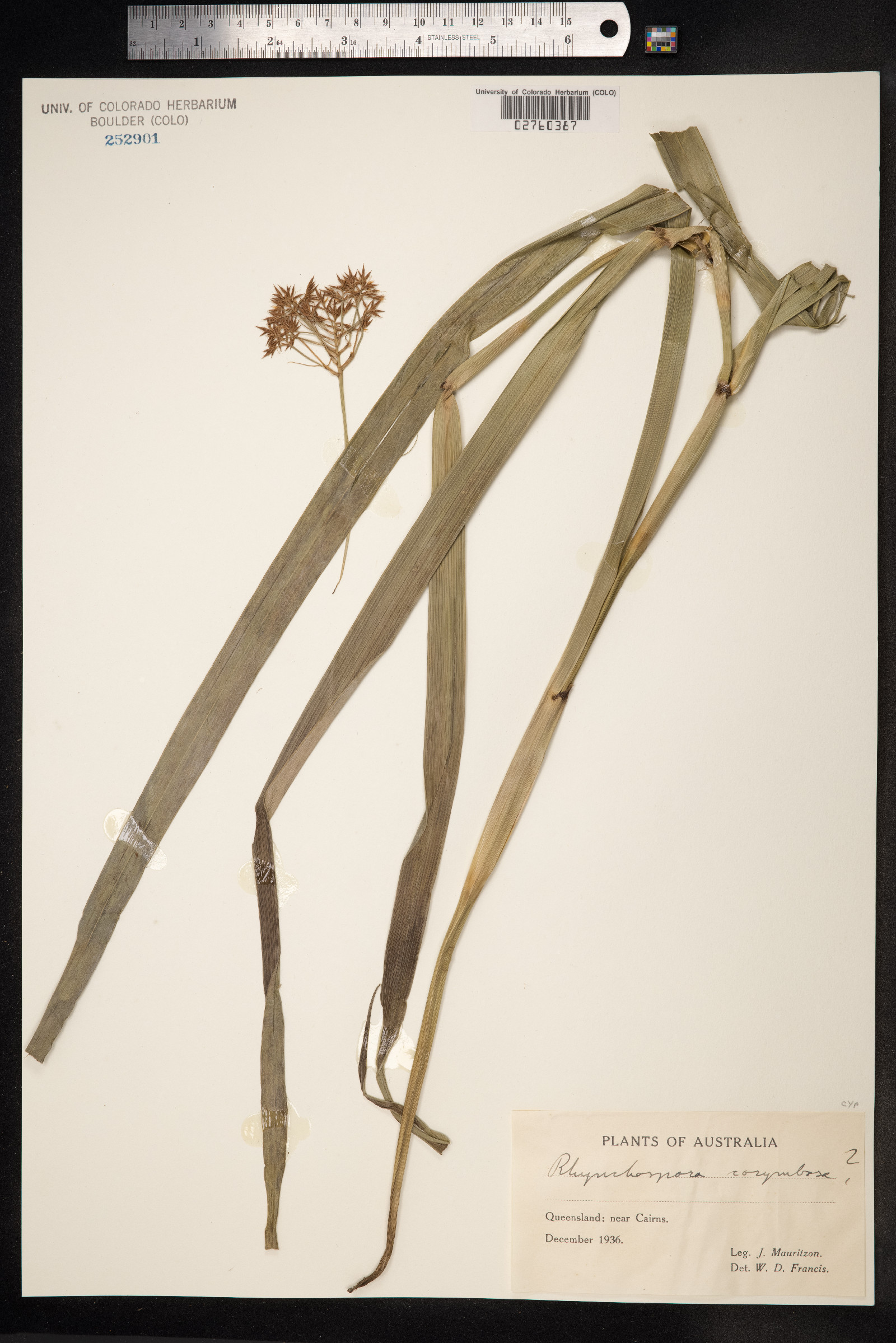 Rhynchospora corymbosa image