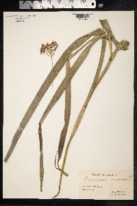 Rhynchospora corymbosa image