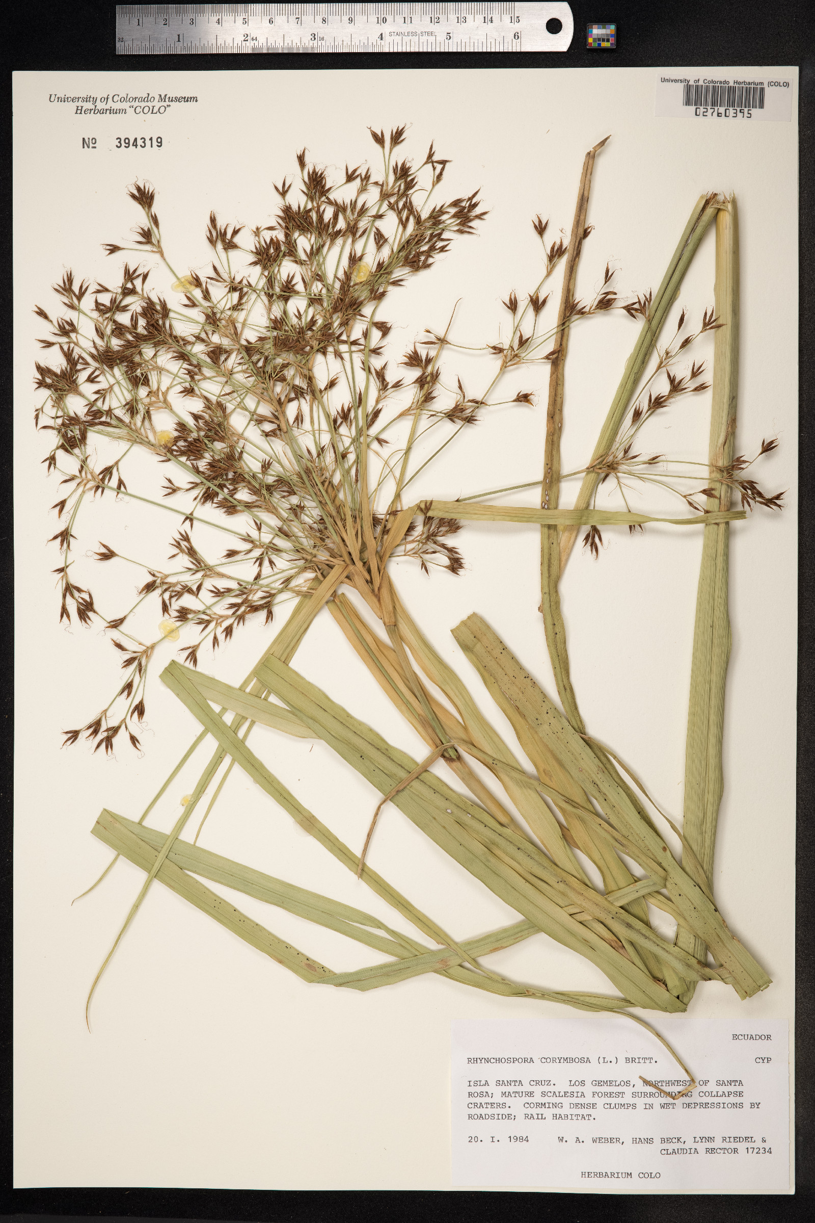 Rhynchospora corymbosa image
