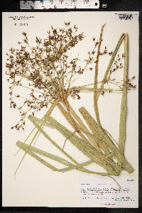 Image of Rhynchospora corymbosa