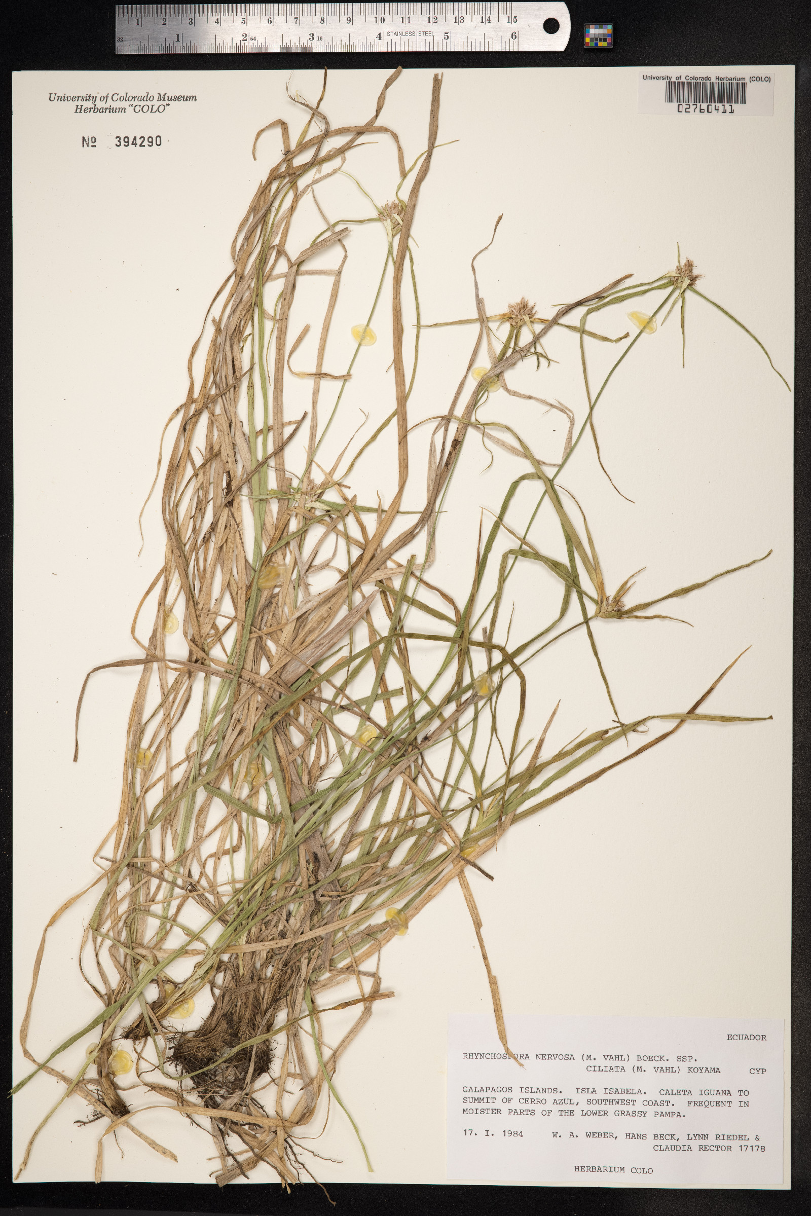 Rhynchospora nervosa image