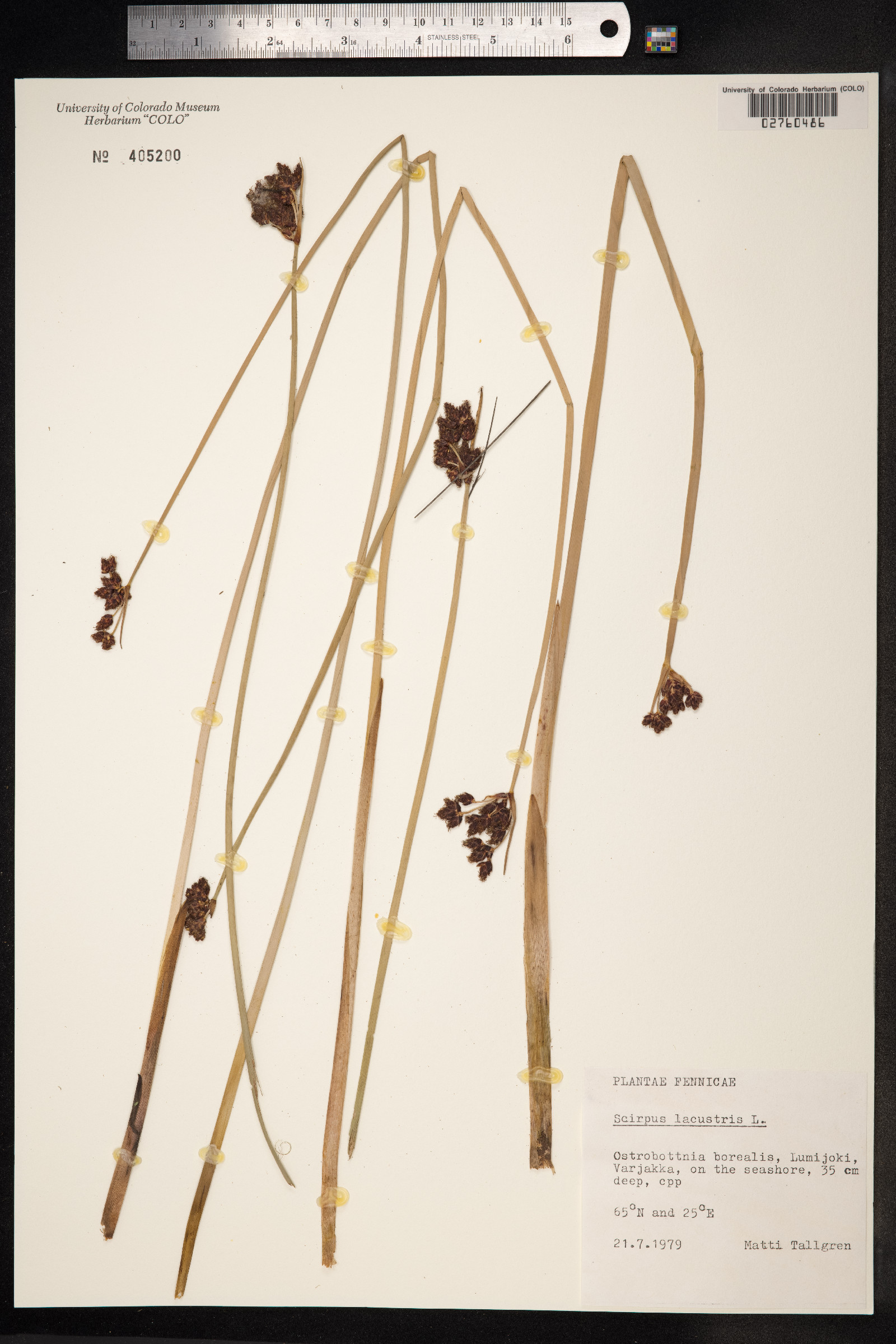 Schoenoplectus lacustris image