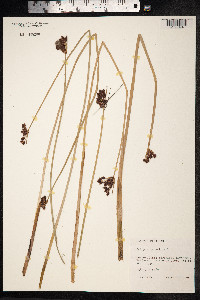 Schoenoplectus lacustris image