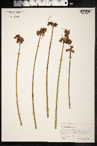 Schoenoplectus lacustris image