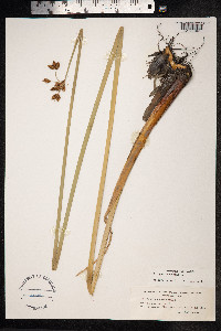 Schoenoplectus lacustris image