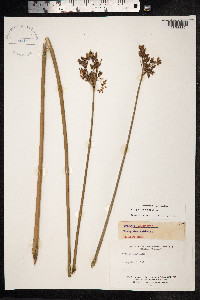 Schoenoplectus lacustris image