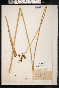 Schoenoplectus lacustris image
