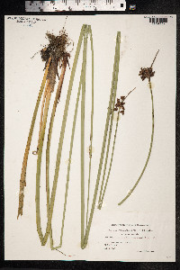 Schoenoplectus lacustris image