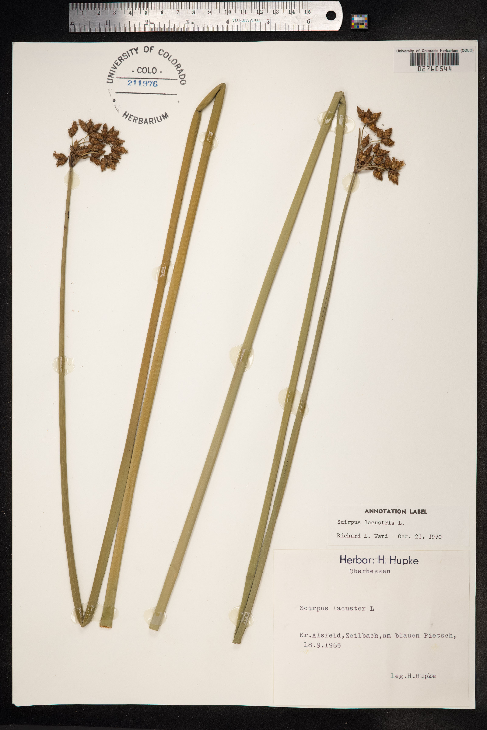 Schoenoplectus lacustris image