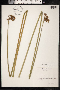Schoenoplectus lacustris image
