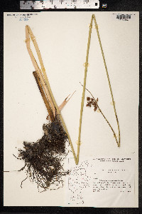 Schoenoplectus lacustris image