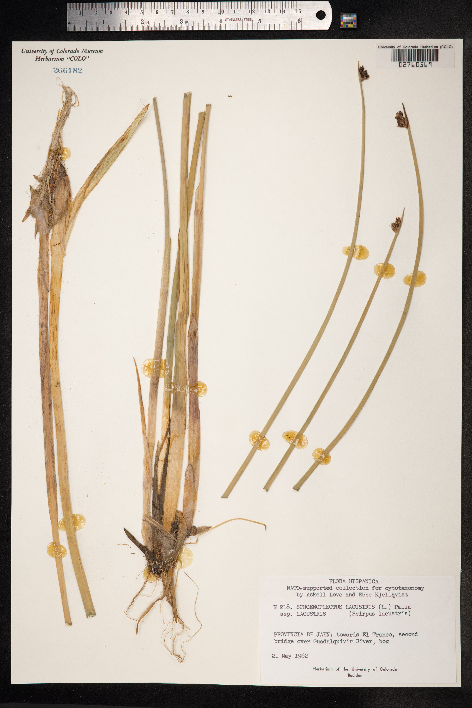 Schoenoplectus lacustris image