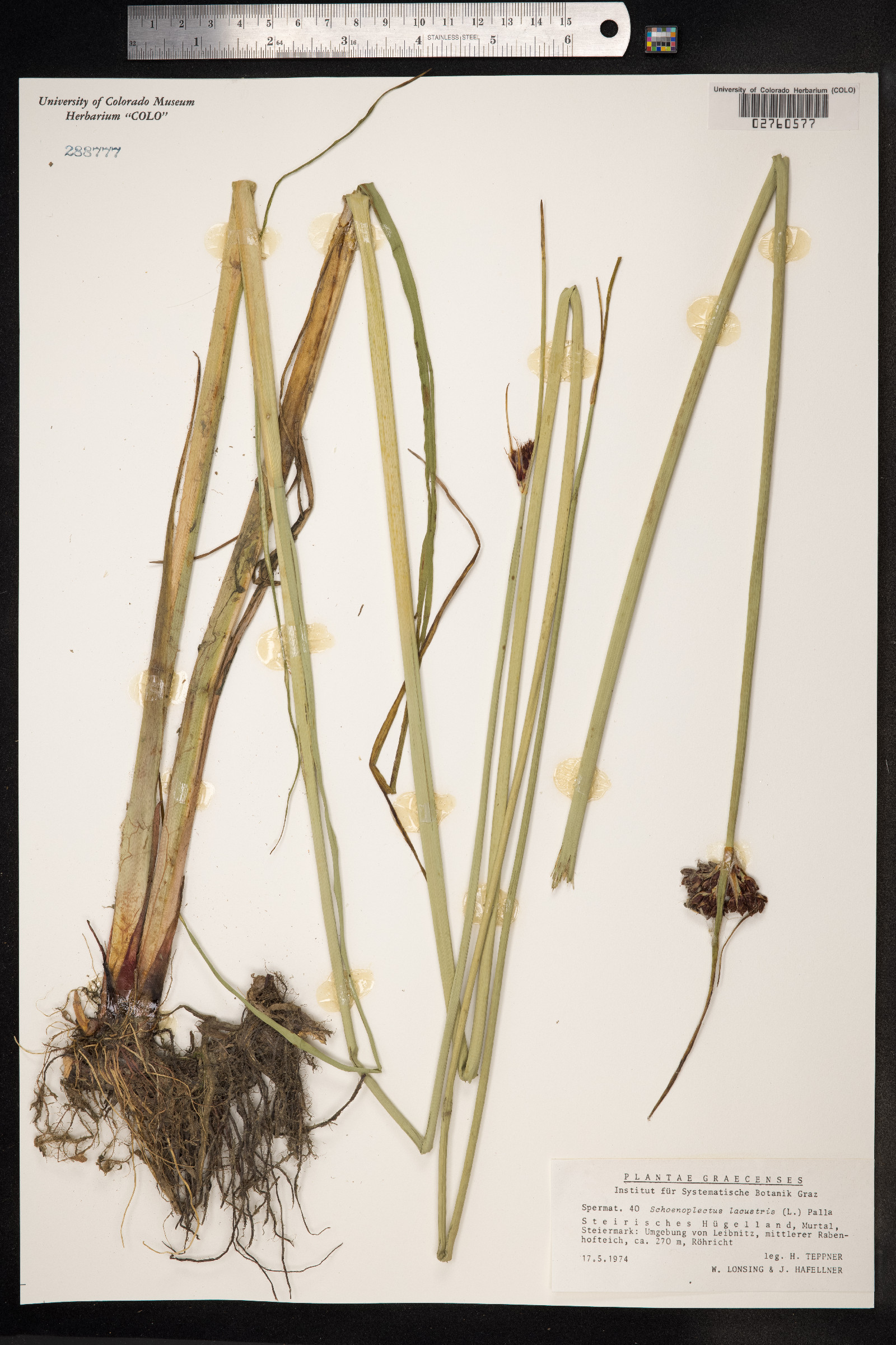 Schoenoplectus lacustris image